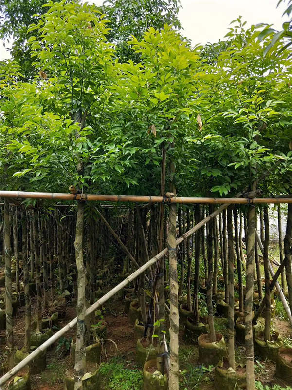 聚焦报道，20公分天竺桂最新价格动态分析