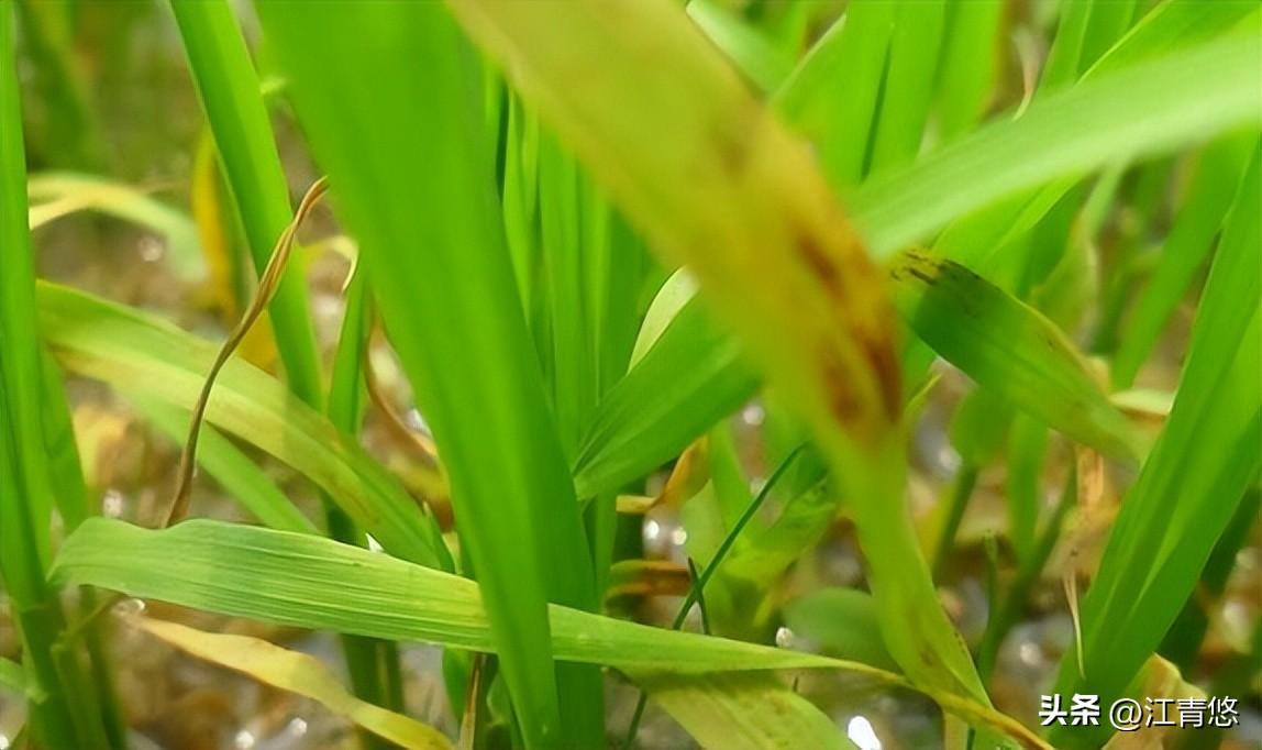 最新杀菌剂探索与应用进展