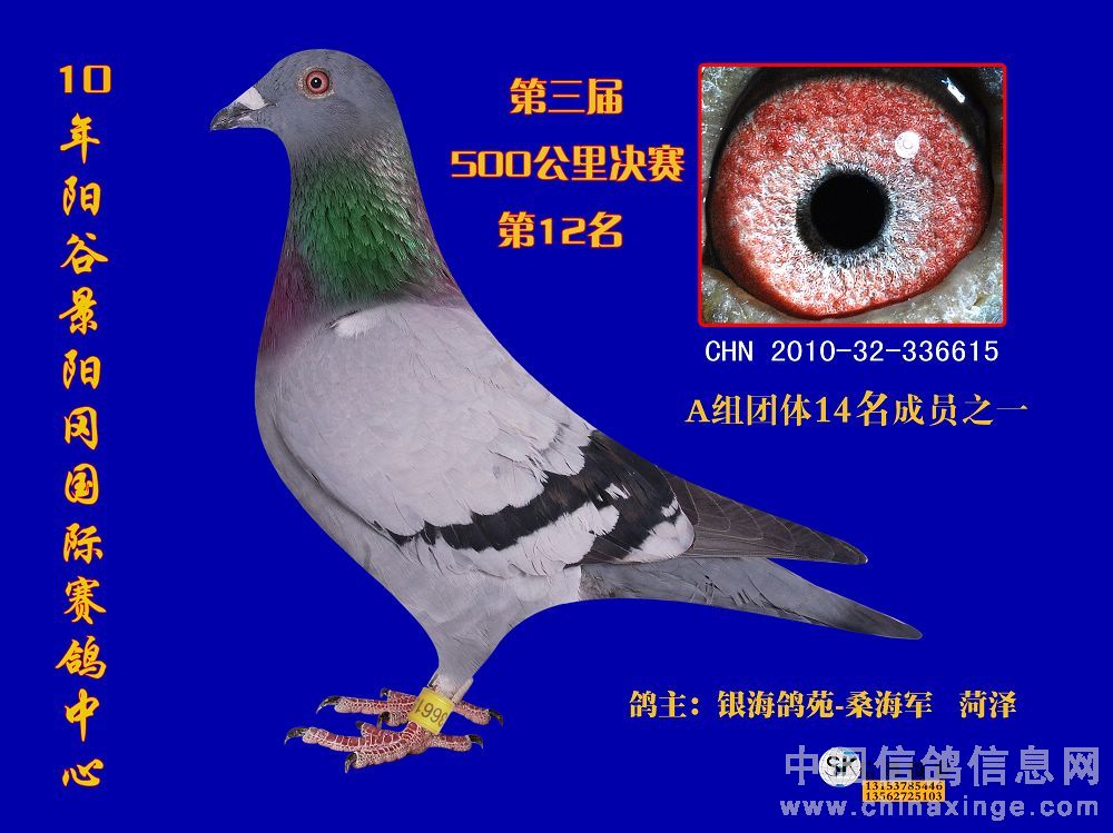 山东赛鸽公棚最新公告，赛事安排与通知发布