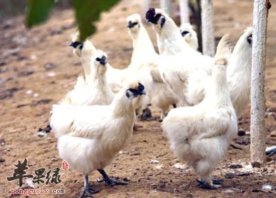 乌鸡最新价格,乌鸡最新价格论述