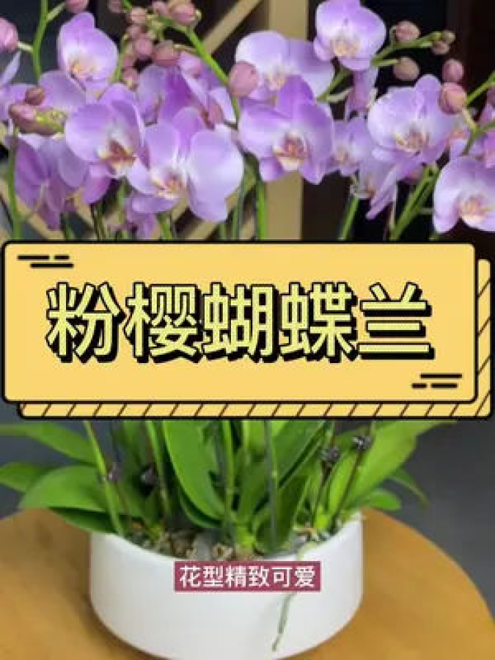科技重塑生活，花花与叶的智能之旅体验新纪元