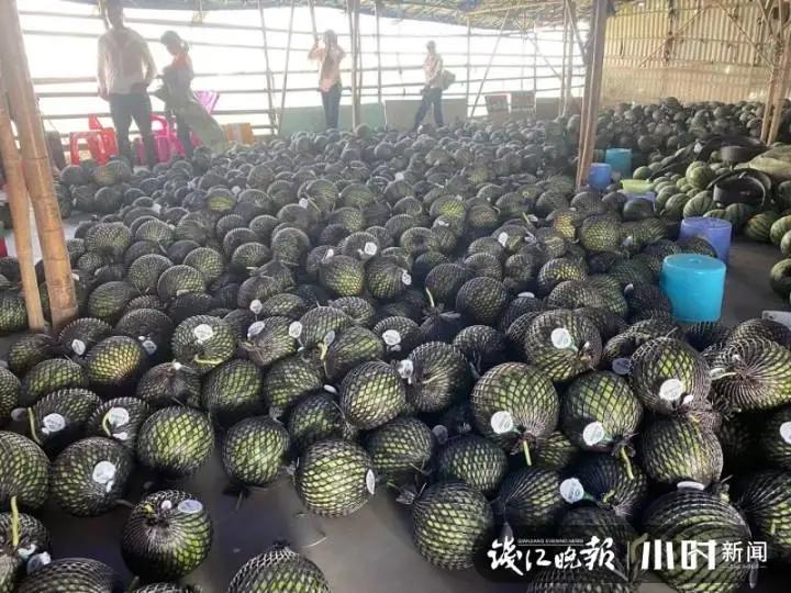 甜瓜赚最新版，探索新功能与优势，轻松赚钱的乐趣体验