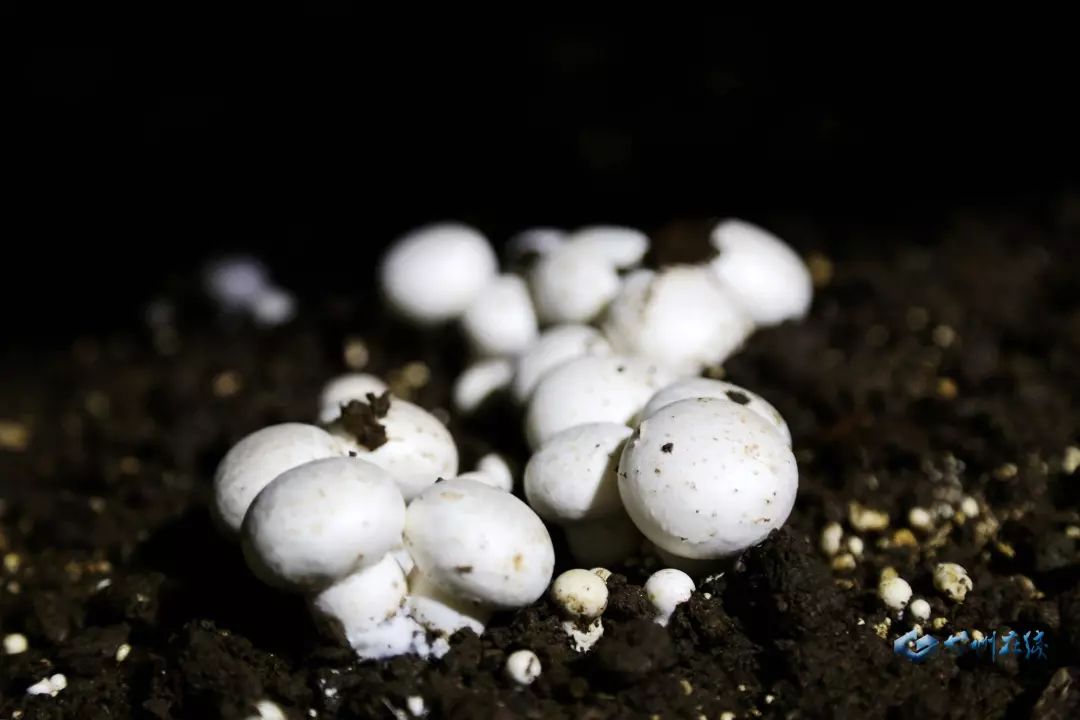 食用菌产业蓬勃发展，科技进步与产业动态的交融