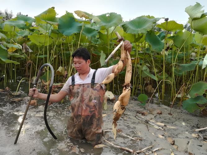 探寻藕的最新动态及其在时代中的独特地位