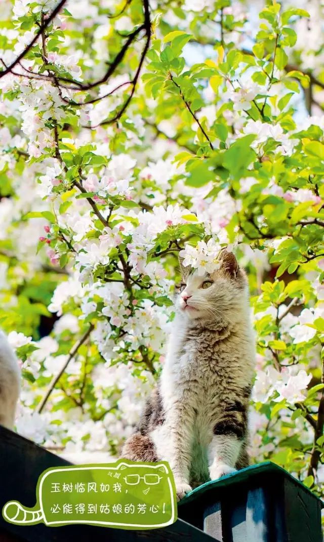 莱特猫最新,莱特猫最新，一场自然美景的探险之旅，寻找内心的平和与宁静