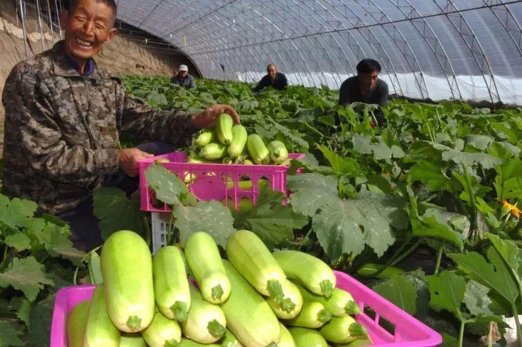 今年蔬菜行情分析，市场走势与预测