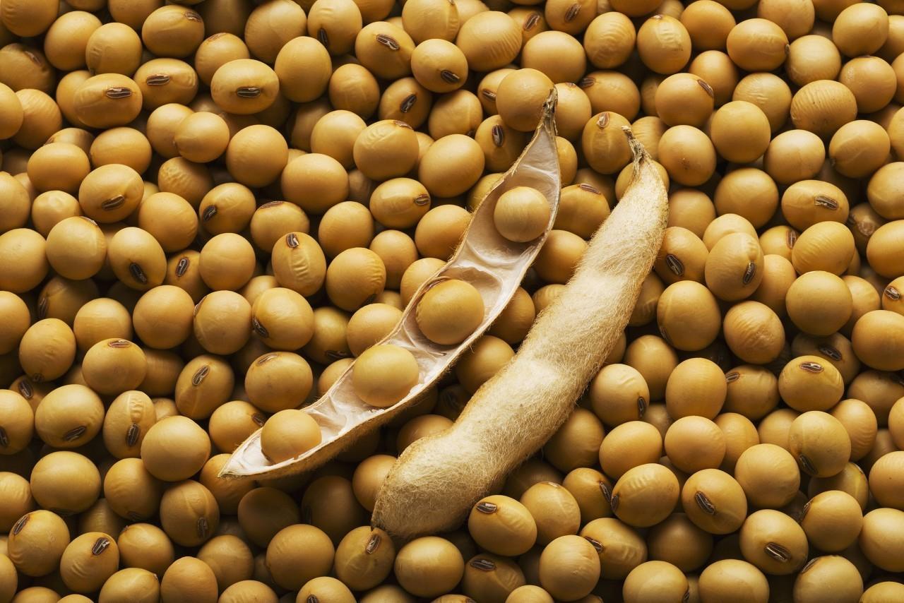 黄豆最新价格行情走势分析