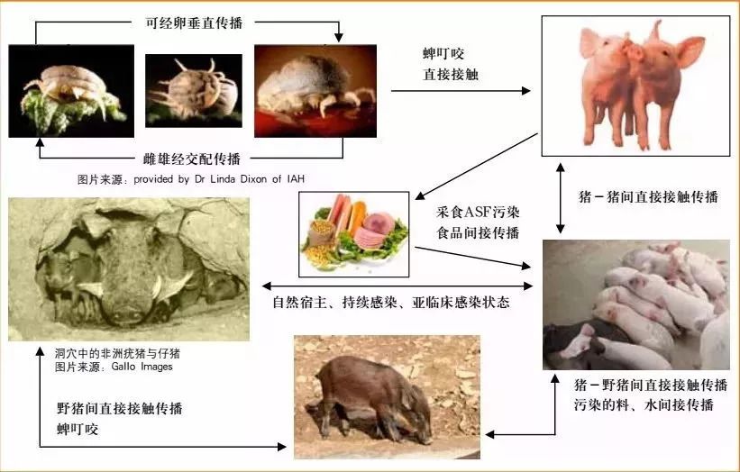 最新非洲猪瘟科技产品介绍及应对之策