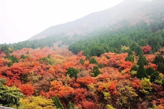 最新黄播之旅，自然美景的探索与内心宁静的追寻