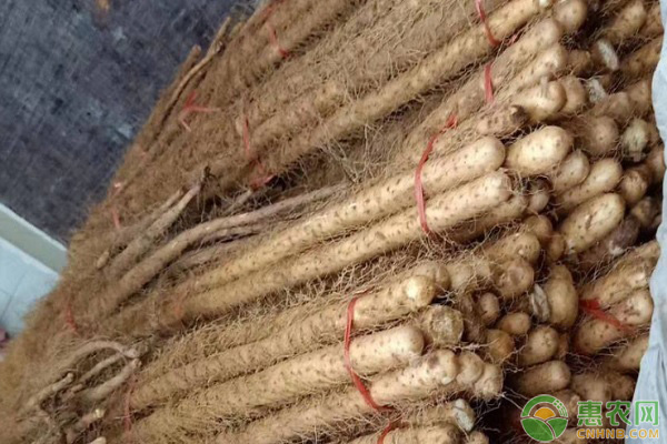 科技赋能下的山药魅力新纪元，最新价格行情概览