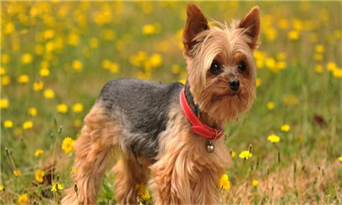 三平犬业种公